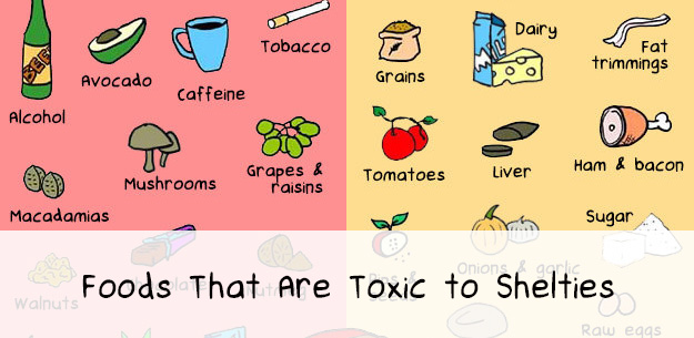 33 Foods That Are Toxic to Dogs 33 Foods That Are Toxic to Dogs