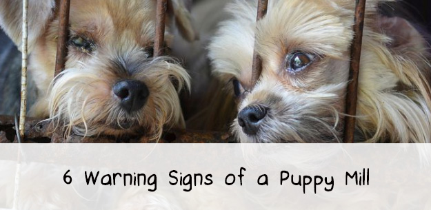 6 Warning Signs of a Puppy Mill 6 Warning Signs of a Puppy Mill