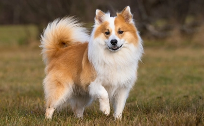 8 Dog Breeds Similar to Shelties 8 Dog Breeds Similar to Shelties