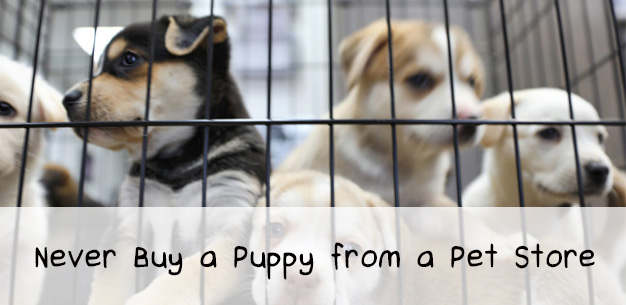 Why You Should Never Buy a Puppy From a Pet Store Why You Should Never Buy a Puppy From a Pet Store