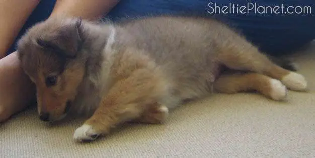 It can be extremely hard to ignore a young puppy whining It can be extremely hard to ignore a young puppy whining?