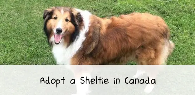 Shelties for Adoption in Canada Shelties for Adoption in Canada