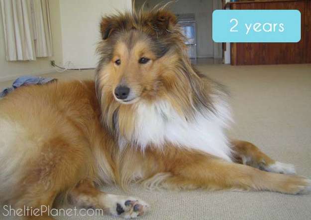 Sheltie Adult 85