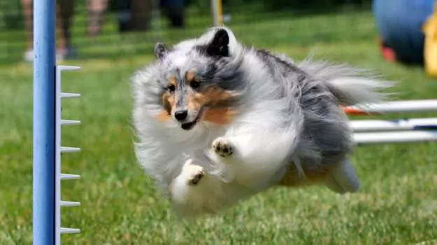 Sheltie at the AKC National Agility Championship