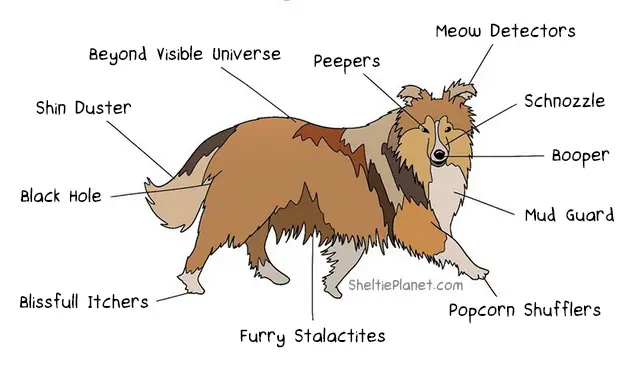Anatomy of a Sheltie Cartoon Anatomy of a Sheltie Cartoon