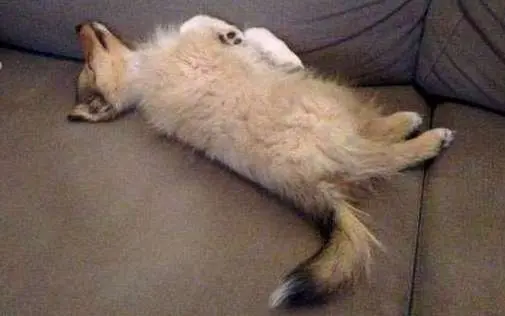 Sleepy Puppy