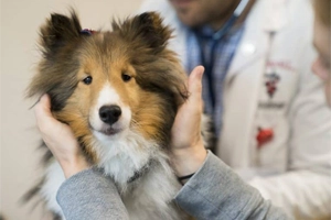 The annual vet check for a Sheltie costs $120
