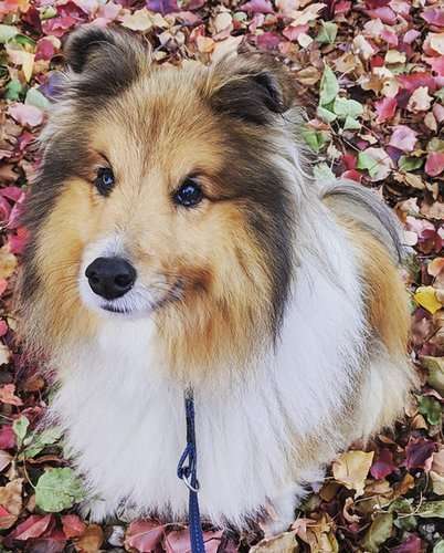 Archie the Sheltie was diagnosed with hip dysplasia at 12 months old Archie the Sheltie was diagnosed with hip dysplasia at 12 months old
