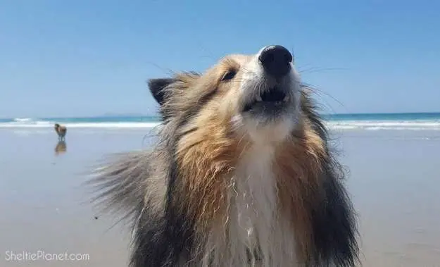 Piper barks, while Howard keeps watch for sea gulls Piper barks, while Howard keeps watch for sea gulls