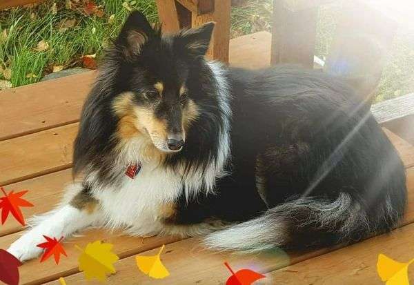 A Sheltie Named Ariel A Sheltie Named Ariel