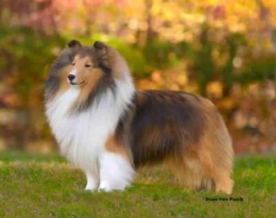 A Champion Sheltie from the American Shetland Sheepdog Association A Champion Sheltie from the American Shetland Sheepdog Association