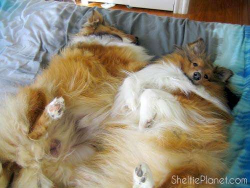 Resultado de imagen para sheltie sleeping