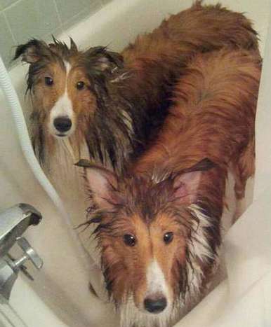 They are half their size when wet They are half their size when wet