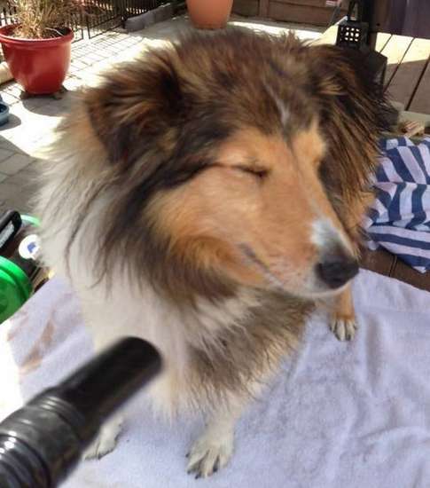 Austin loves the blow dry! Austin loves the blow dry!