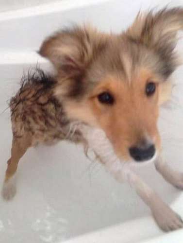 This is Munch in his first bath This is Munch in his first bath