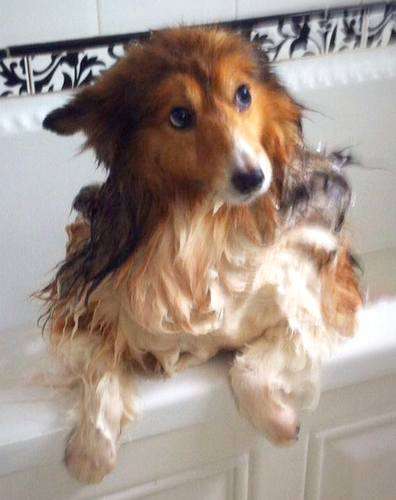 Foxy Fizzle in the bath! By Karen Massey Foxy Fizzle in the bath! By Karen Massey