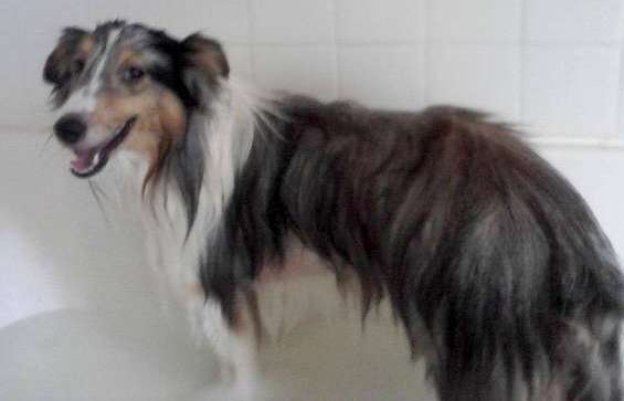 Chewy actually enjoying bath time Chewy actually enjoying bath time