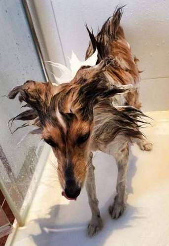 Where'd my Sheltie go? By Il Bay B Where'd my Sheltie go? By Il Bay B