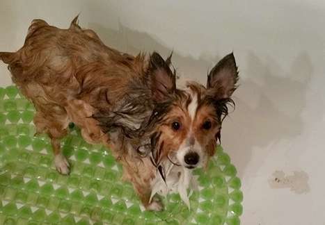 Poor Spanky. By Ashley Nichole Hall Poor Spanky. By Ashley Nichole Hall