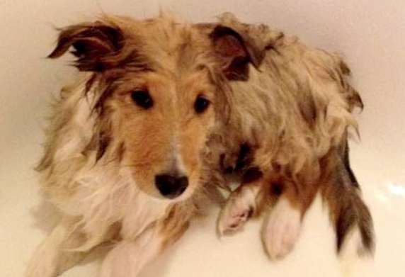Our Sheltie puppy Jasper doesn't like baths at all! By Trish Simms Our Sheltie puppy Jasper doesn't like baths at all! By Trish Simms