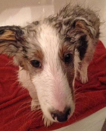 Milo's first bath. By Colleen Waddy Joseph Milo's first bath. By Colleen Waddy Joseph