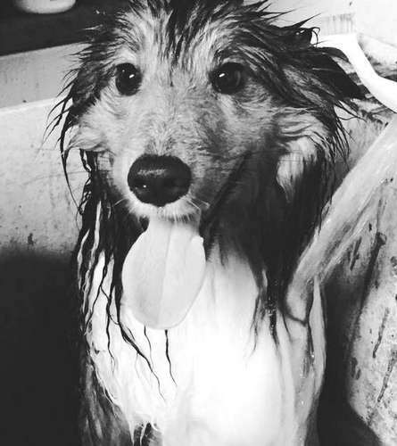 Juke is a farm dog Juke is a farm dog