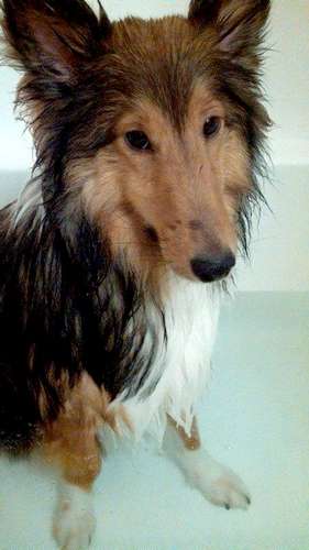 Pippin's knee deep in the bath. By Jessica Laurel Houston-Murphy Pippin's knee deep in the bath. By Jessica Laurel Houston-Murphy