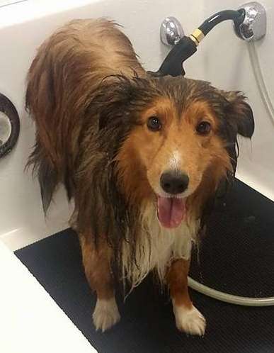 Toby quite likes his bath Toby quite likes his bath