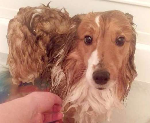 He hates it but he's always a good boy He hates it but he's always a good boy