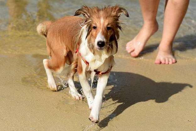 Hazel bathing in the ocean Hazel bathing in the ocean