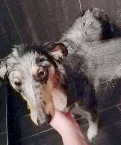 Luna loves bath time! Marion Teunissen Luna loves bath time! Marion Teunissen