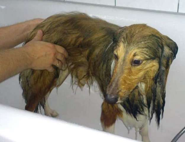 Bailey's first bath... By Marie-Jose Blaesen Bailey's first bath... By Marie-Jose Blaesen