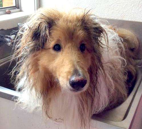 Curdie... after the first shake. by Wendy Hoadley Curdie... after the first shake. by Wendy Hoadley
