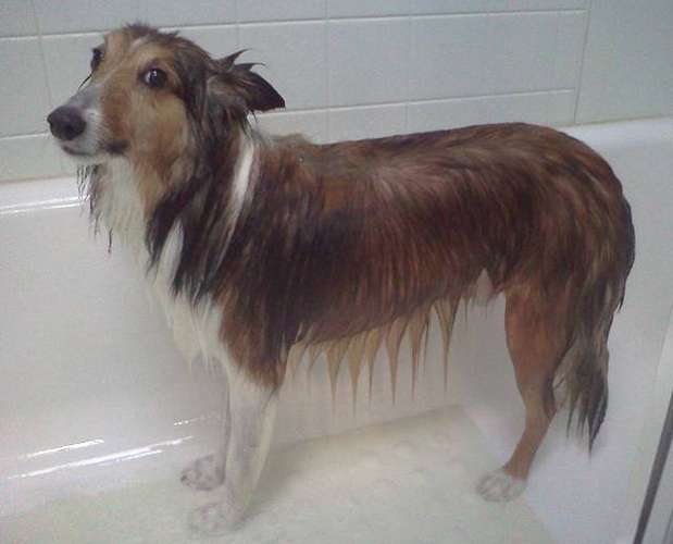 Tucker! By Lynn Henneborn Tucker! By Lynn Henneborn