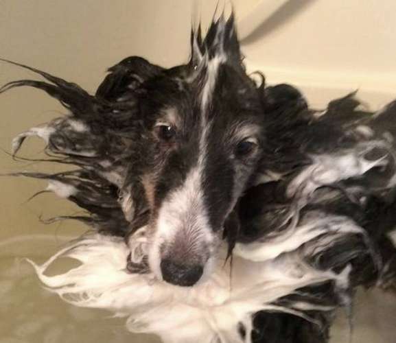 Skunker Butts in the tub! by Linda Smith Gierek Skunker Butts in the tub! by Linda Smith Gierek