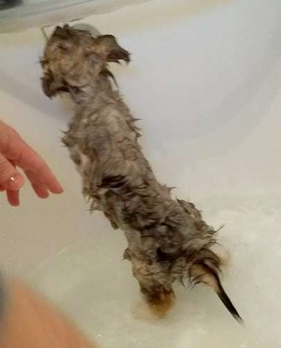 Puppy shampoo! By Emma McCarthy Puppy shampoo! By Emma McCarthy