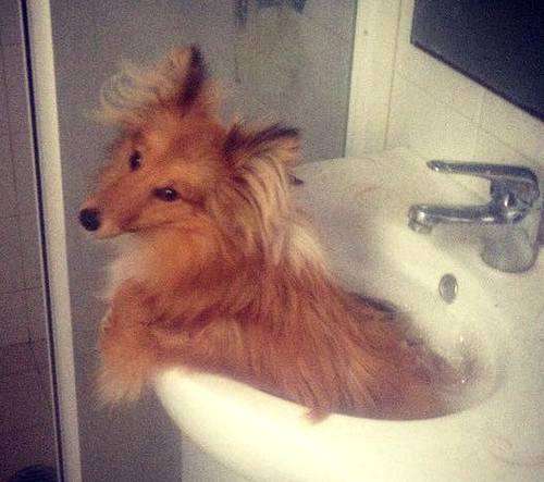 In the sink! By Ainslee Monk In the sink! By Ainslee Monk