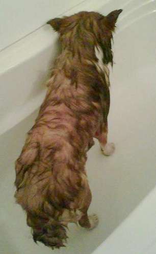 Bear refuses to look at us while having a bath Bear refuses to look at us while having a bath