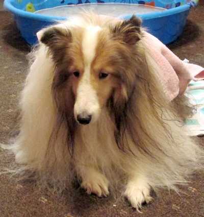Lizzy likes a bath, but doesn't show it. By Carolyn Burrell Lizzy likes a bath, but doesn't show it. By Carolyn Burrell