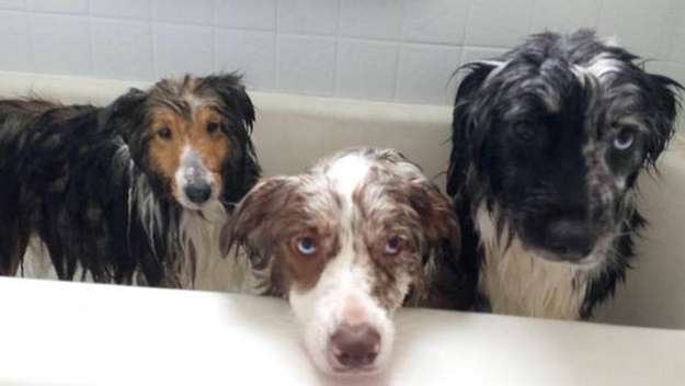 Six eyes. Three dogs. One look. By Jessica Jones Six eyes. Three dogs. One look. By Jessica Jones