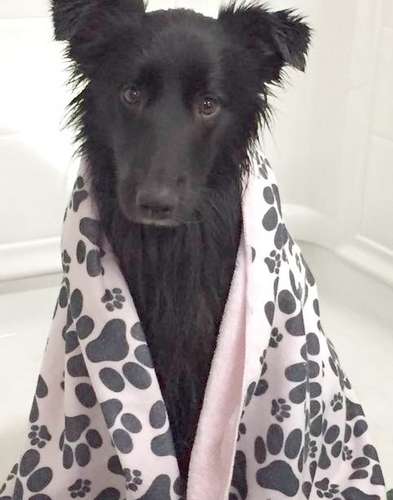 I'm a dog with style I'm a dog with style