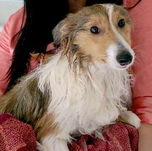 Simba's shower time ends in a wet hug Simba's shower time ends in a wet hug
