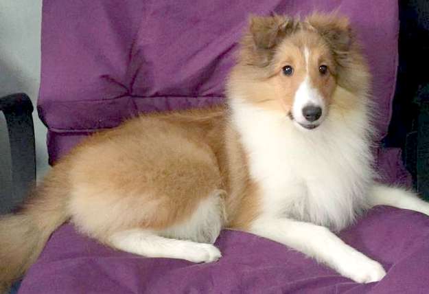 This is Hazel when she's dry and fluffy! This is Hazel when she's dry and fluffy!