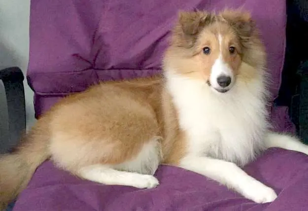 This is Hazel when she's dry and fluffy! This is Hazel when she's dry and fluffy!