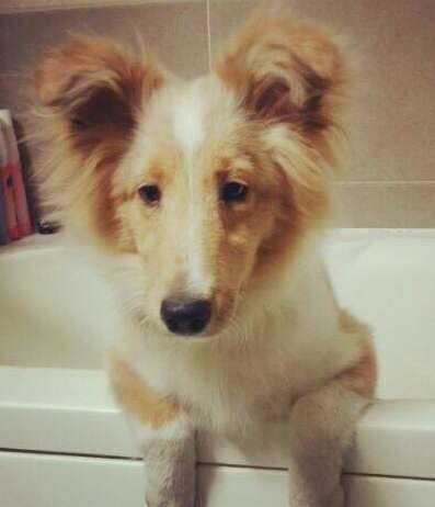 Cocoa doesnt want to take a bath! Cocoa doesnt want to take a bath!