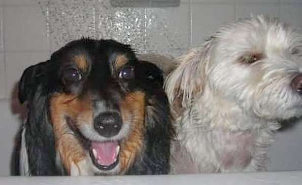 Someone's loving their shower. By Michelle Thompson Cowgill Someone's loving their shower. By Michelle Thompson Cowgill