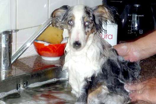 Small enough for the kitchen sink! Small enough for the kitchen sink!