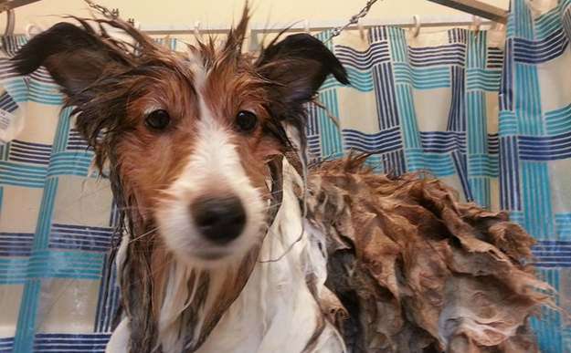 Rowan the deflatable Sheltie! Rowan the deflatable Sheltie!