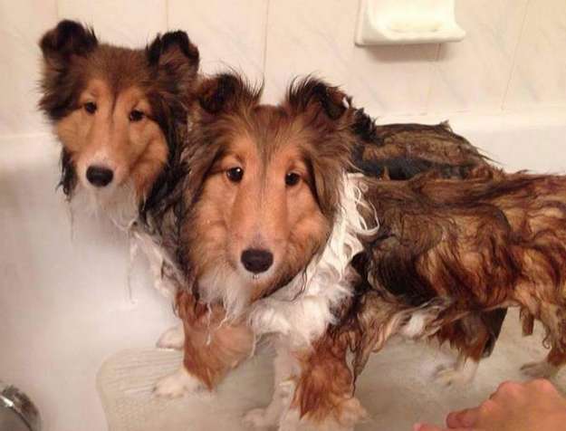 If you want to see two sorry dogs... If you want to see two sorry dogs...