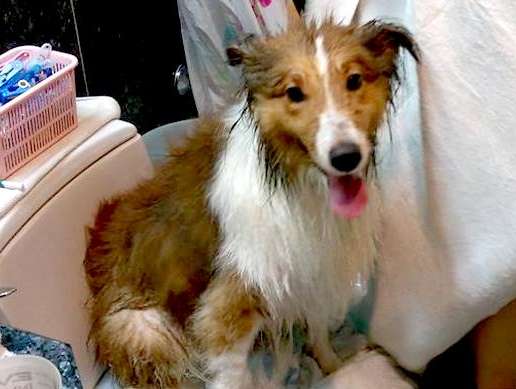 My Fuji after a bath! My Fuji after a bath!